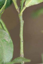            First year twig (Riverside, CA)   