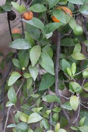              Shade leaves (Riverside, CA)       