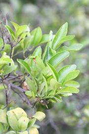              Sun leaves (Riverside, CA)       