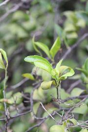              Sun leaves (Riverside, CA)       
