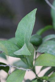              Shade leaves (Riverside, CA)       