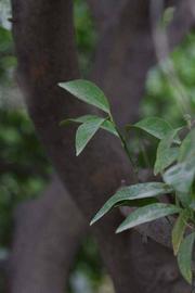              Shade leaves (Riverside, CA)       