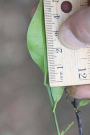              Unifoliolate leaf (Riverside, CA)       