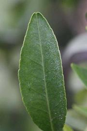              Margin (Riverside, CA)       