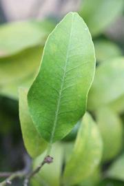              Unifoliolate leaf (Riverside, CA)       
