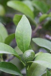              Unifoliolate leaf (Riverside, CA)       