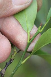             Petiole (Riverside, CA)       