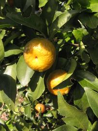            Fruit (Winter Haven, FL)   