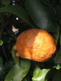            Fruit (Winter Haven, FL)   