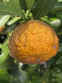            Fruit (Winter Haven, FL)   