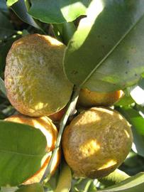            Fruit (Winter Haven, FL)   