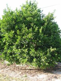              Habit (Winter Haven, FL)       