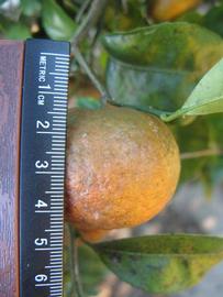            Fruit (Winter Haven, FL)   