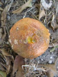            Fruit (Winter Haven, FL)   