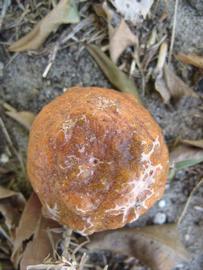            Fruit (Winter Haven, FL)   