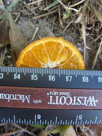            Fruit cross-section (Winter Haven, FL)   