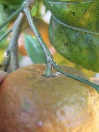            Fruit (Winter Haven, FL)   