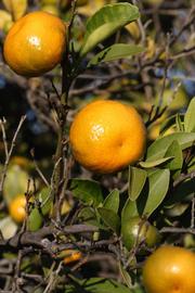            Fruit (Riverside, CA)   