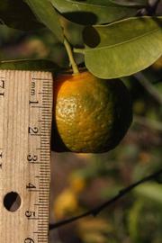            Fruit (Riverside, CA)   