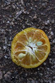            Fruit cross-section (Riverside, CA)   