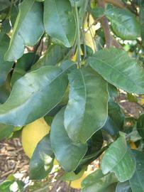            Shade leaves (Winter Haven, FL)   