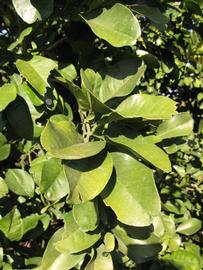            Sun leaves (Winter Haven, FL)   