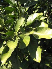            Sun leaves (Winter Haven, FL)   