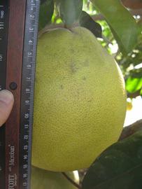            Fruit (Winter Haven, FL)   