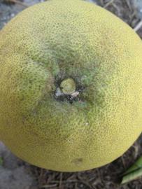            Fruit (Winter Haven, FL)   