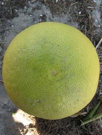            Fruit (Winter Haven, FL)   