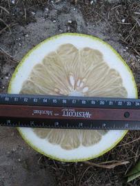            Fruit cross-section (Winter Haven, FL)   