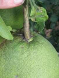            Fruit (Winter Haven, FL)   