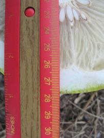            Fruit cross-section (Winter Haven, FL)   