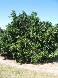            Habit (Winter Haven, FL)   