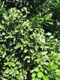              Sun leaves (Winter Haven, FL)       