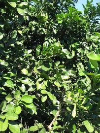              Sun leaves (Winter Haven, FL)       