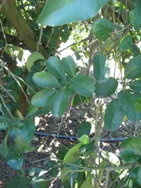              Shade leaves (Winter Haven, FL)       