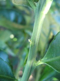            First year twig (Winter Haven, FL)   