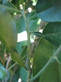            First year twig (Winter Haven, FL)   