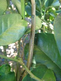              Second - third year twig (Winter Haven, FL)       