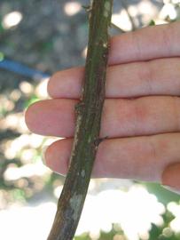              Second - third year twig (Winter Haven, FL)       