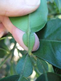              Petiole (Winter Haven, FL)       