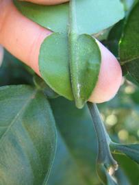              Petiole (Winter Haven, FL)       