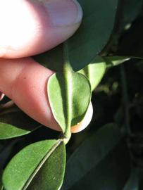              Petiole (Winter Haven, FL)       