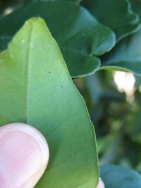              Margin (Winter Haven, FL)       