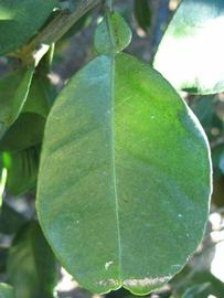              Unifoliolate leaf (Winter Haven, FL)       