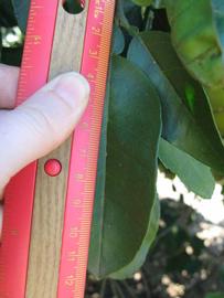              Unifoliolate leaf (Winter Haven, FL)       