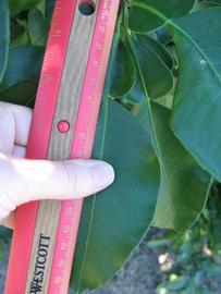              Unifoliolate leaf (Winter Haven, FL)       