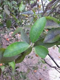            Shade leaves (Winter Haven, FL)   