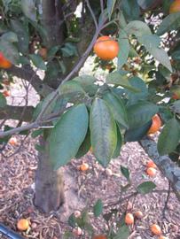            Shade leaves (Winter Haven, FL)   
